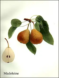 Majdalenka