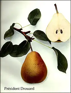 Drouardova