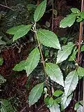 Hedycarya angustifolia