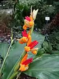 Plodenství Hedychium horsfieldii