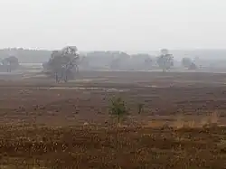 Lüneburger Heide