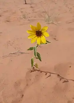 Slunečnice Helianthus anomalus je hybridem druhů H. annua a H. petiolaris