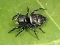 Heliophanus capensis