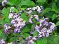 Podčeleď Heliotropioideae: otočník peruánský (Heliotropium arborescens)