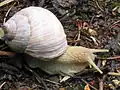 ulita kulovitá – hlemýžď zahradní