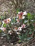 Kříženec Helleborus × nigercors 'Emma'