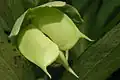 Nedozrálé souplodí Helleborus dumetorum