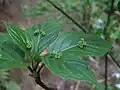Kvetoucí samčí rostlina Helwingia japonica