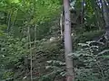 suťový les se skalami