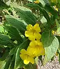 Hemichaena fruticosa