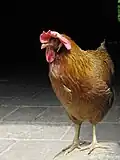 Slepice vlašky zlatokrké