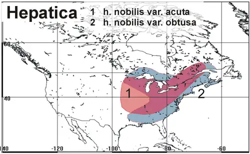 1) hep. acutiloba, 2) hep. americana