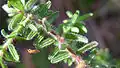 Erikoidní listy Hibbertia vestita