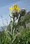 Hieracium villosum