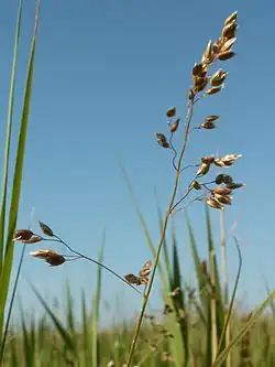 tomkovice vonná (Hierochloe odorata)