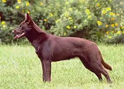 dlouhá, spáditá záď australské kelpie