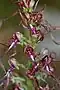 Himantoglossum adriaticum