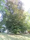 Hlučín, památný strom, buk lesní, park na ul. Čs. armády