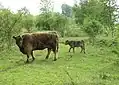 Žlutohnědý (dun) galloway: kráva s teletem