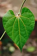 List Aristolochia didyma