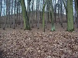 Holý vrch na okraji České Lípy