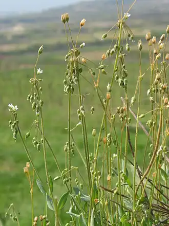 Plevel okoličnatý (Holosteum umbellatum)