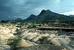 Homa