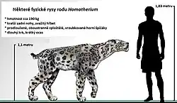 Rekonstruovaná podoba homotheria pro kohoutkovou výšku 1,1 m ve velikostním porovnání s člověkem