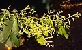 Květenství Hopea parviflora