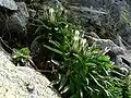 Hořec chladnomilný v horní Javorové dolině (Vysoké Tatry)