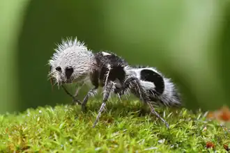Kodulka druhu Euspinolia militaris svým zbarvením velmi připomíná pandu velkou, v angličtině se jí proto říká panda ant