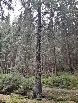 Horní úbočský smrk