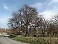 Hruška v Horním poli