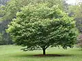 javor habrolistý (Acer carpinifolium)
