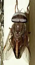 Tabanus melanocerus Indie