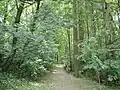 Cesta parkem