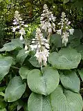Hosta sieboldiana 'Elegans'