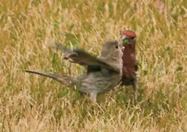 Samec hýla mexického krmí samici jako součást toku