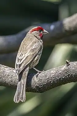 H. m. mexicanus, Mexiko