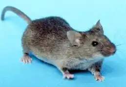 alternativní popis obrázku chybí