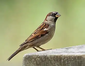 alternativní popis obrázku chybí