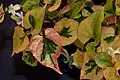 Listy variety 'Chameleon'