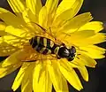 pestřenka Dasysyrphus albostriatus