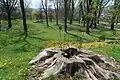 Městský park