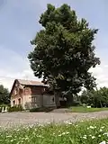 Jedna z památných lip malolistých na návsi v Hradčanech