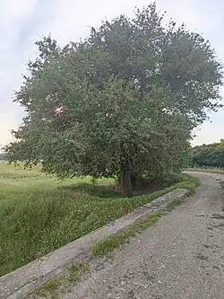 Hraničná hruška