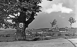 Hraniční buk kolem roku 1930