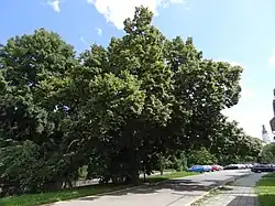 Gallašova lípa v Hranicích