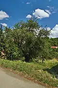 Hrušeň na hrázi Podhradského rybníka