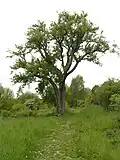Hrušeň planá na Hruštici